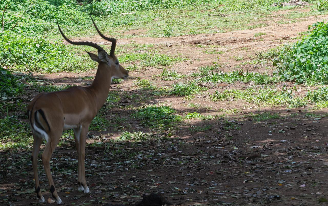 Buvi Lodge Limited Entebbe Ngoại thất bức ảnh