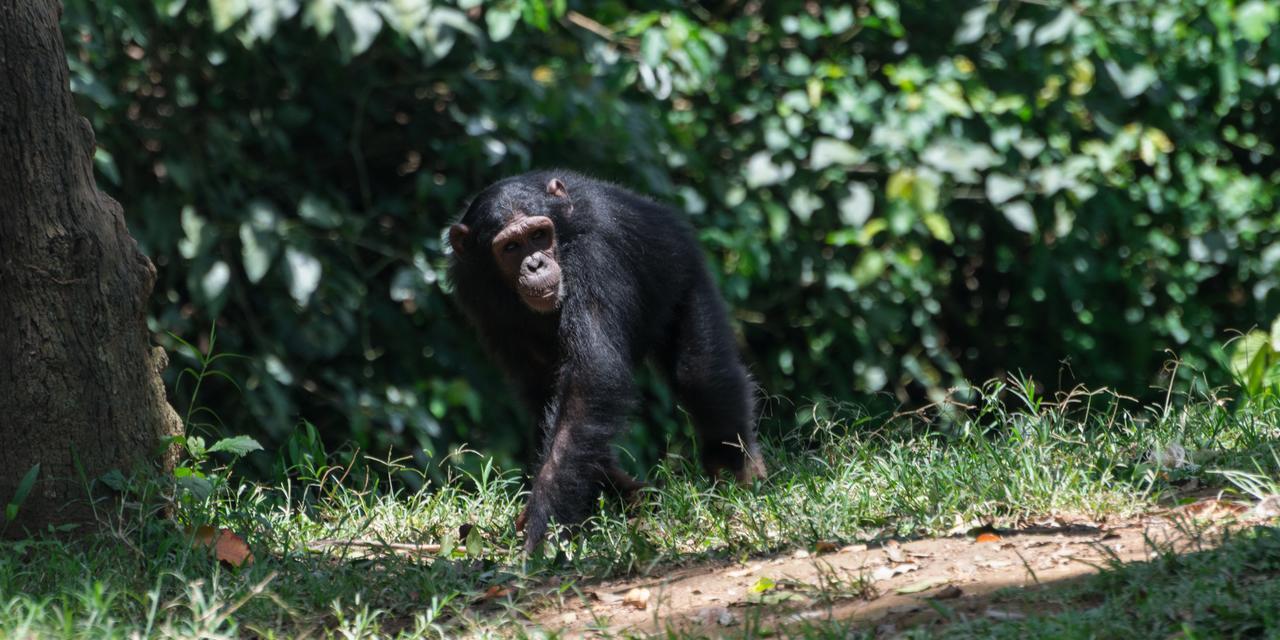 Buvi Lodge Limited Entebbe Ngoại thất bức ảnh